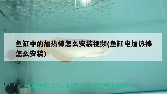 魚缸中的加熱棒怎么安裝視頻(魚缸電加熱棒怎么安裝)