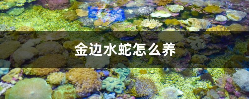 金邊水蛇怎么養
