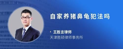 黃金貓魚圖片大全欣賞視頻播放(小貓金魚圖片)