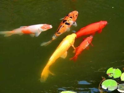 風水魚錦鯉（錦鯉有“招財旺福魚”的美稱能增添財運和福氣不同的風水意義）