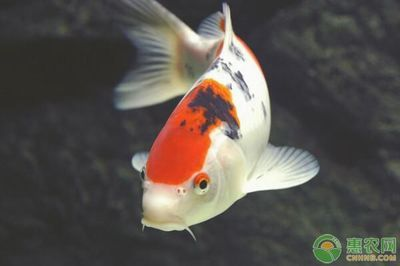 風水魚錦鯉（錦鯉有“招財旺福魚”的美稱能增添財運和福氣不同的風水意義）