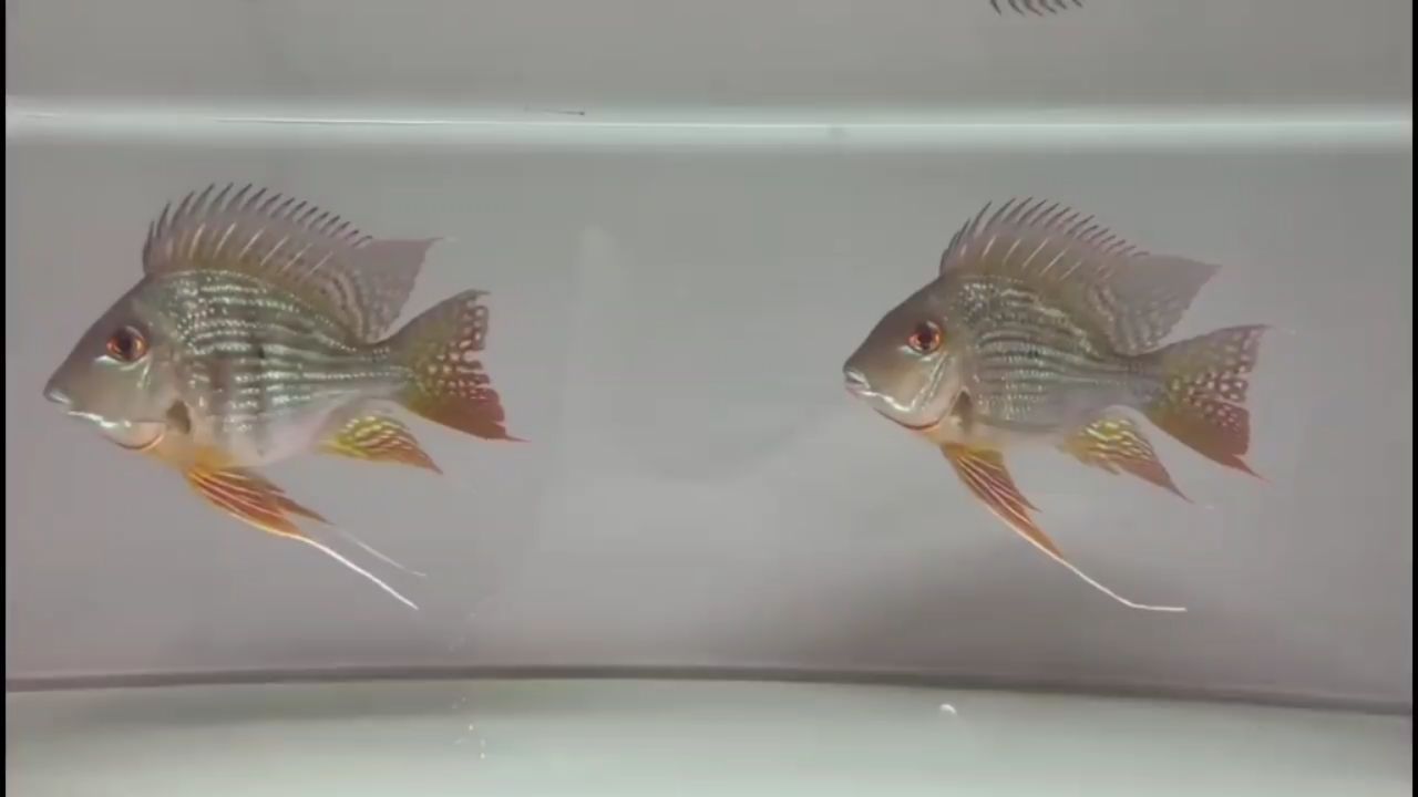 元寶鳳凰，小綠皮的伙伴！