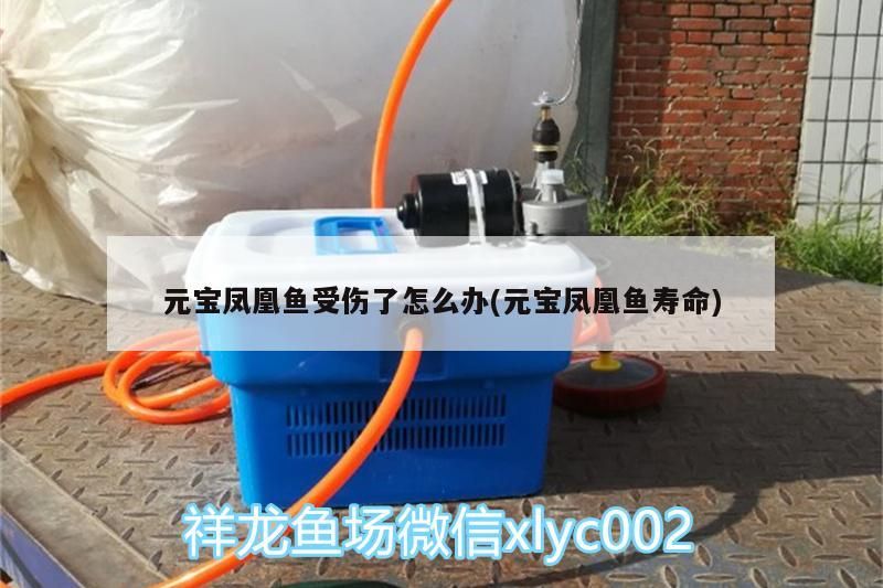 元寶鳳凰魚受傷了怎么辦(元寶鳳凰魚壽命) 元寶鳳凰魚百科 第3張 元寶鳳凰魚受傷了怎么辦(元寶鳳凰魚壽命) 元寶鳳凰魚受傷了怎么辦(元寶鳳凰魚壽命) 元寶鳳凰魚百科 第3張