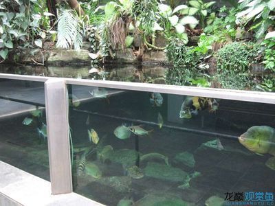 天津魚缸批發市場,天津魚缸批發市場價格對比 魚缸百科 第2張 天津魚缸批發市場,天津魚缸批發市場價格對比 天津魚缸批發市場,天津魚缸批發市場價格對比 魚缸百科 第2張