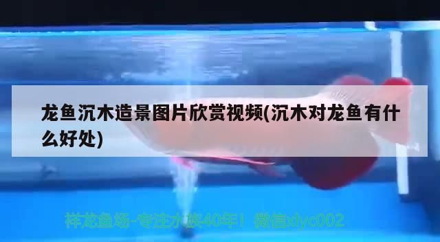 龍魚沉木造景圖片欣賞視頻(沉木對龍魚有什么好處)