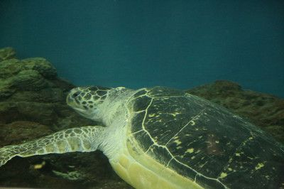 開一家水族館需要準備什么東西（開一家水族館需要準備什么？）