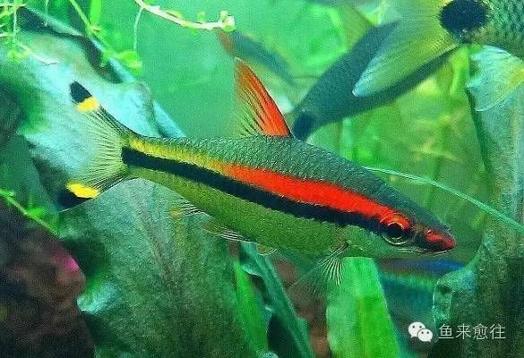 黑影道人魚的科學分類，黑影道人魚的科學分類并沒有一個直接相關(guān)的答案