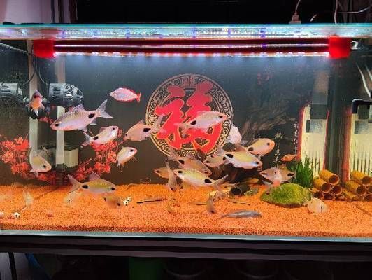 黑影道人魚的科學分類，黑影道人魚的科學分類并沒有一個直接相關(guān)的答案