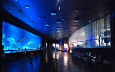 開一家水族館需要準備什么東西（開一家水族館需要準備什么？）