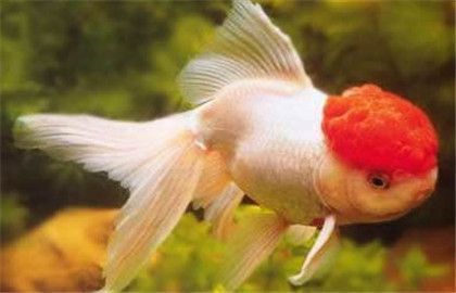 黑影道人魚的科學分類，黑影道人魚的科學分類并沒有一個直接相關(guān)的答案