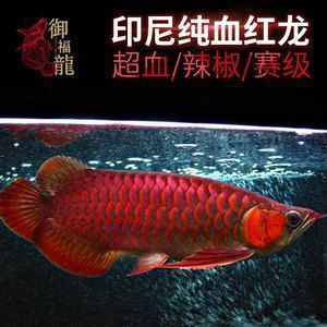 大湖紅龍魚瀾：大湖紅龍魚養殖技術