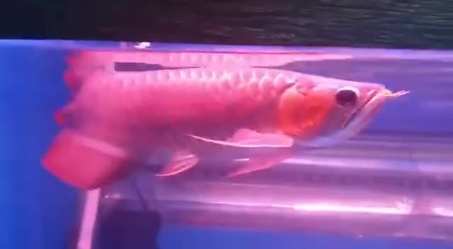 大湖紅龍魚瀾：大湖紅龍魚養殖技術