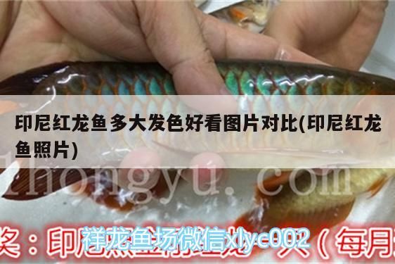 印尼紅龍魚多大發(fā)色好看圖片對(duì)比(印尼紅龍魚照片)