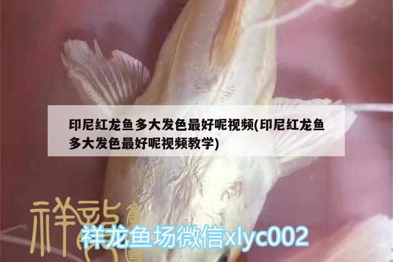 印尼紅龍魚多大發(fā)色最好呢視頻(印尼紅龍魚多大發(fā)色最好呢視頻教學) 印尼紅龍魚多大發(fā)色最好呢視頻(印尼紅龍魚多大發(fā)色最好呢視頻教學) 紅龍魚百科 第2張
