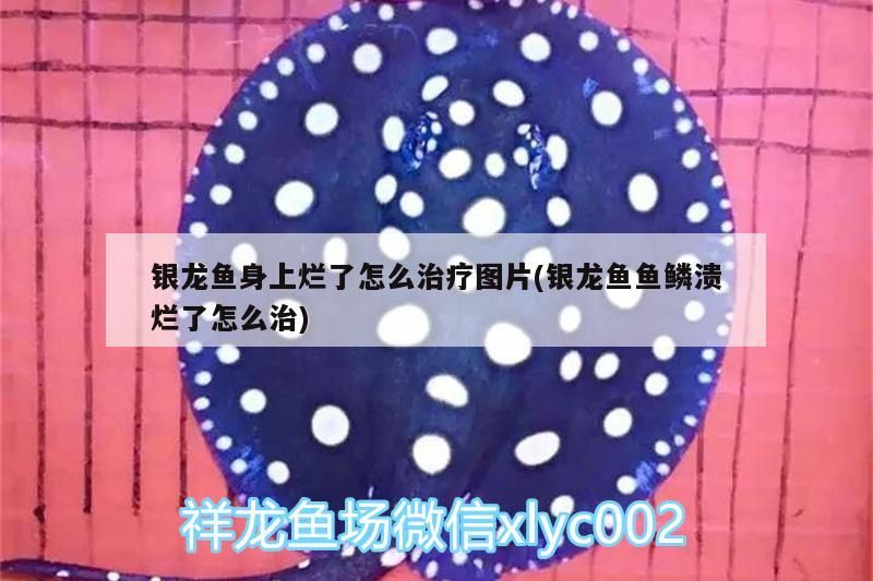 銀龍魚身上爛了怎么治療圖片(銀龍魚魚鱗潰爛了怎么治)