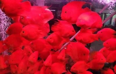 海淀賣觀賞魚的地方（北京海淀區觀賞魚市場）