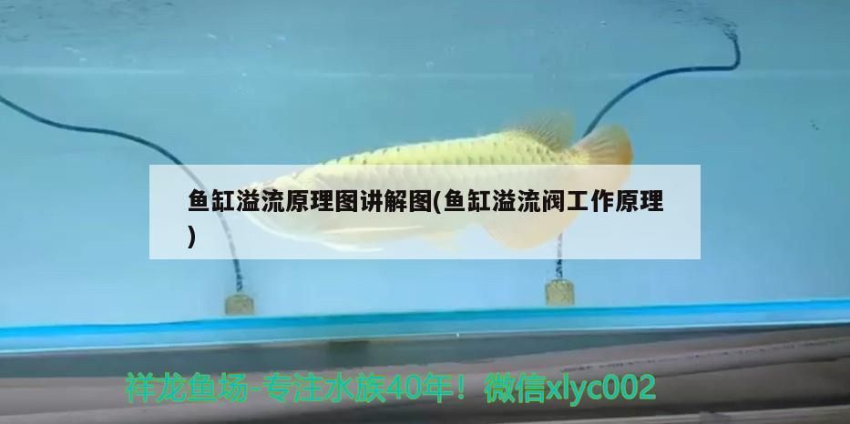 魚缸中間的玻璃隔斷怎么拆除圖片（魚缸隔斷怎么去掉）