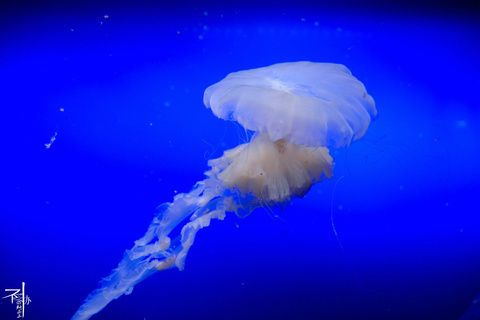 水族館門牌設計（水族館門牌設計的重要性）