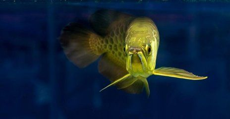 金龍魚冬季養護技巧：金龍魚冬季養護技巧：金龍魚低溫下如何喂養冬季金龍魚