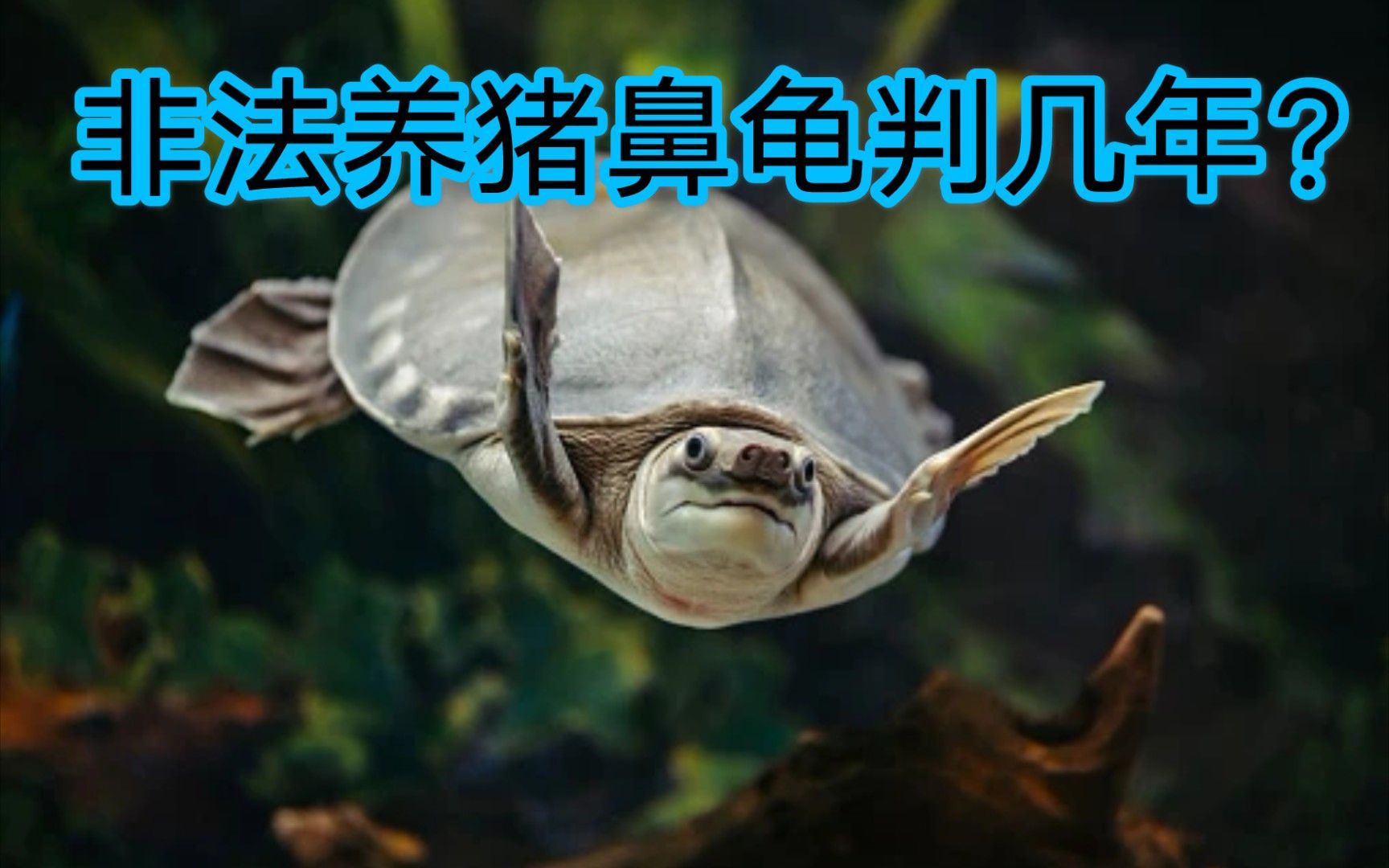 豬鼻龜判幾年：養豬鼻龜犯法嗎