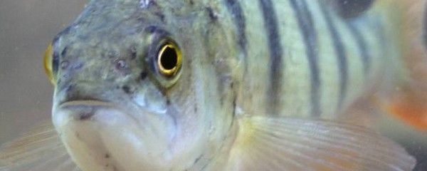 虎魚繁殖后市場趨勢預(yù)測，虎魚繁殖后的市場趨勢分析
