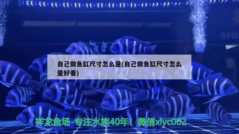 自己做魚缸尺寸怎么量(自己做魚缸尺寸怎么量好看)