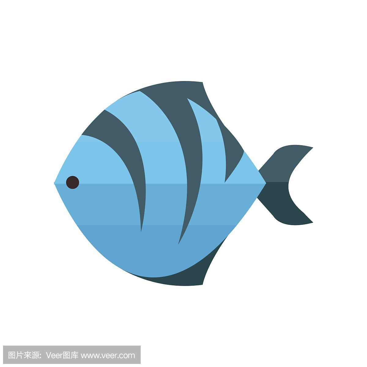 虎魚用白色還是藍色背景：選擇虎魚背景顏色時需要考慮多種因素需要考慮虎魚的視覺特點 虎魚用白色還是藍色背景：選擇虎魚背景顏色時需要考慮多種因素需要考慮虎魚的視覺特點 虎魚百科 第1張