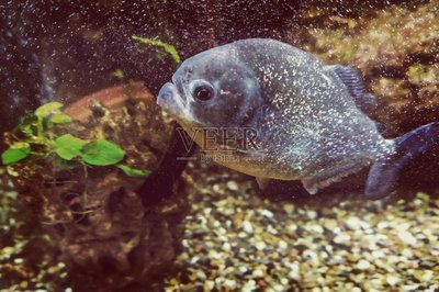 虎魚用白色還是藍色背景：選擇虎魚背景顏色時需要考慮多種因素需要考慮虎魚的視覺特點 虎魚用白色還是藍色背景：選擇虎魚背景顏色時需要考慮多種因素需要考慮虎魚的視覺特點 虎魚百科 第3張