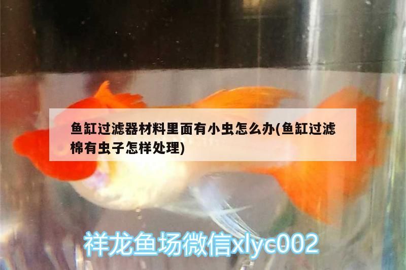 魚缸過(guò)濾器材料里面有小蟲怎么辦(魚缸過(guò)濾棉有蟲子怎樣處理)