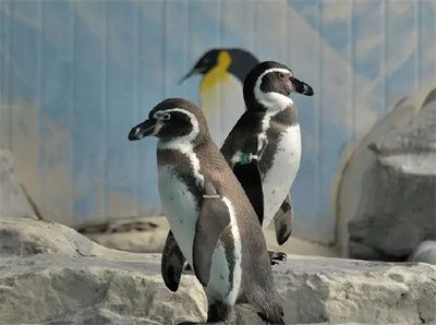 印尼大湖紅龍魚圖片高清壁紙(大湖紅龍魚對比印尼紅龍)