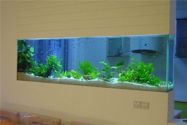 魚缸水體發(fā)白霧蒙蒙的，如何快速恢復(fù)魚缸水質(zhì)