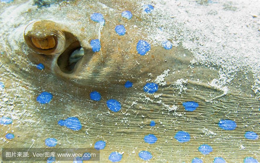 客廳魚缸什么樣的好(客廳魚缸什么樣的好用)
