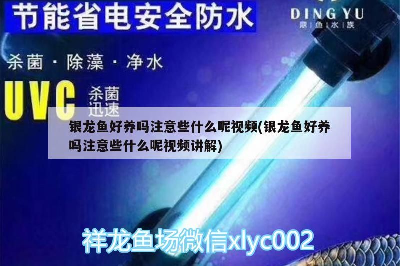 銀龍魚好養嗎注意些什么呢視頻(銀龍魚好養嗎注意些什么呢視頻講解)