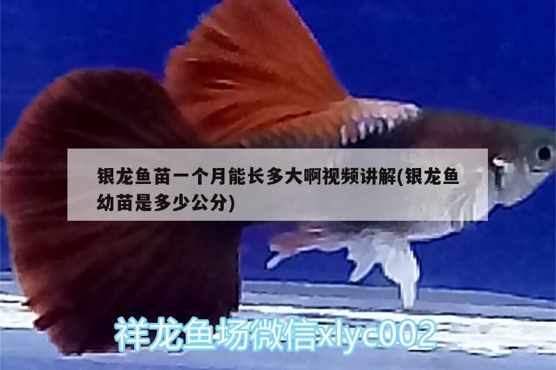 銀龍魚苗一個月能長多大啊視頻講解(銀龍魚幼苗是多少公分)