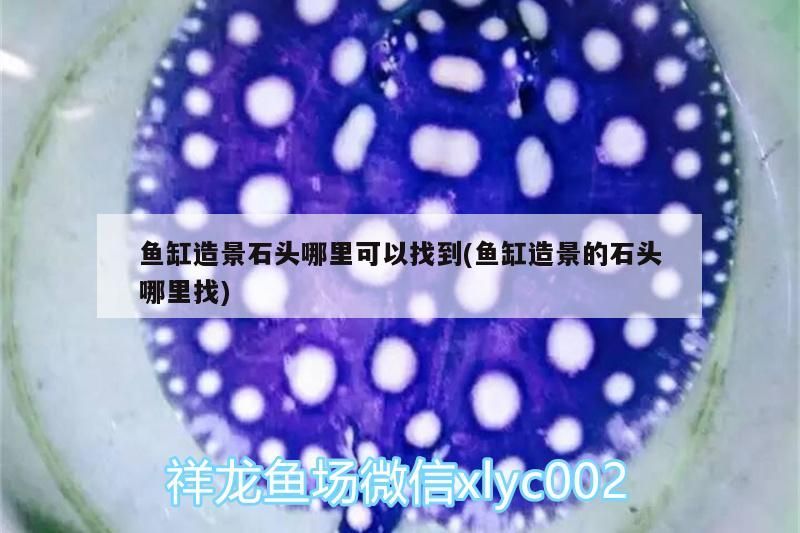 魚缸造景石頭哪里可以找到(魚缸造景的石頭哪里找)