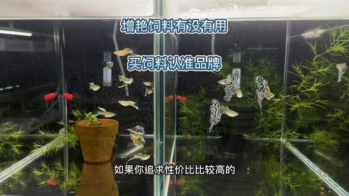 元寶鳳凰魚飼料增色原理，元寶鳳凰魚飼料增色原理解釋元寶鳳凰魚飼料增色原理