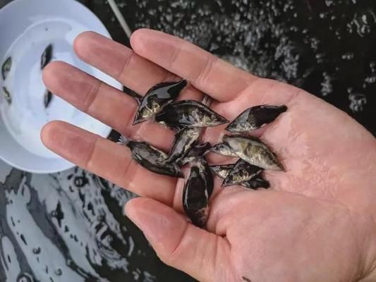 赤焰中國虎魚養殖成本變化，赤焰中國虎魚養殖成本變化是一個值得關注的話題