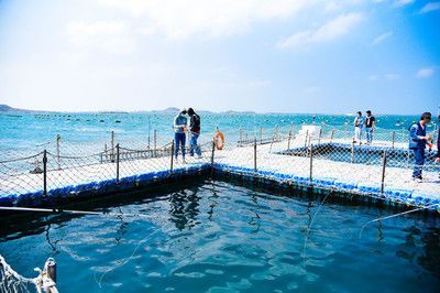 魟魚(yú)被咬傷了怎么辦：當(dāng)魟魚(yú)被咬傷時(shí)，處理方法會(huì)根據(jù)傷口的嚴(yán)重程度不同