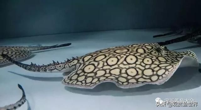 魟魚(yú)被咬傷了怎么辦：當(dāng)魟魚(yú)被咬傷時(shí)，處理方法會(huì)根據(jù)傷口的嚴(yán)重程度不同