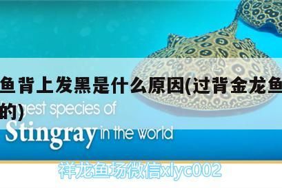 金龍魚背上發黑是什么原因(過背金龍魚背上都黑的)