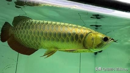 龍魚缸養水多長時間能下魚，龍魚缸養水的時間受多種因素影響，新魚缸養水時間如何檢測