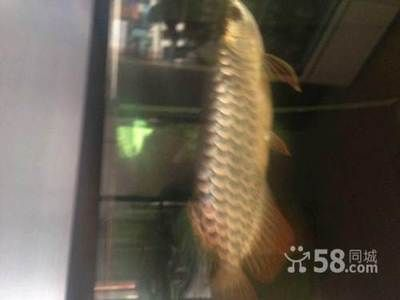 小過背金龍魚好養嗎怎么養：小過背金龍魚養殖指南