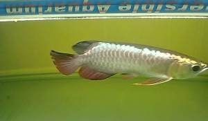 小過背金龍魚好養嗎怎么養：小過背金龍魚養殖指南
