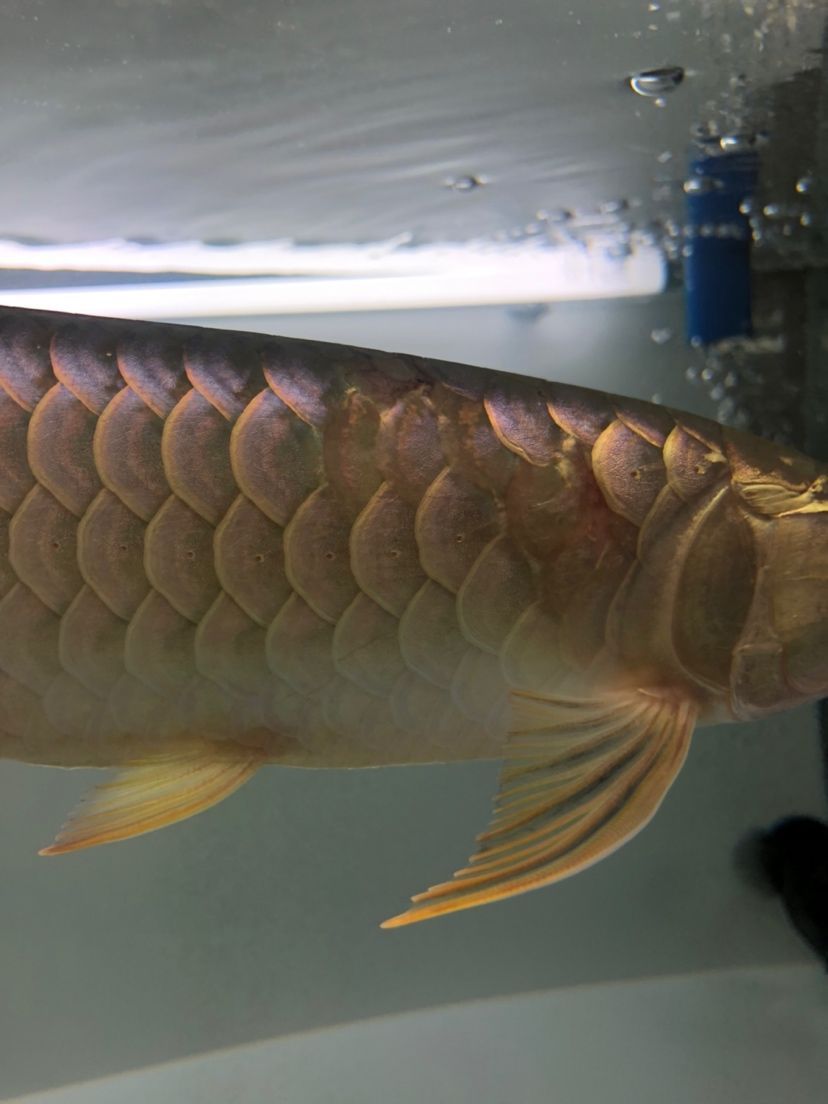宿遷魚缸廠家聯系電話號碼多少啊（宿遷魚種場）