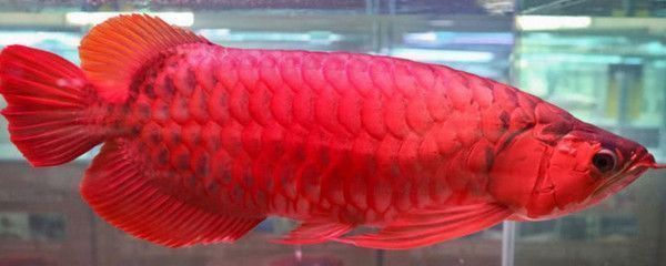 成年紅龍魚水溫多少：成年紅龍魚冬季保溫方法紅龍魚水質管理技巧