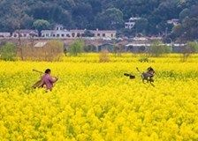 養一只豬鼻龜犯法嗎：養豬鼻龜是否屬于違法行為