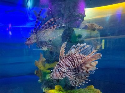 適合水族館的文案（海洋生物多樣性介紹）