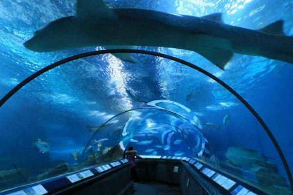 水族館怎么走(上海水族館怎么走詳情) 水族館百科(水族館加盟) 第6張 水族館怎么走(上海水族館怎么走詳情) 水族館怎么走(上海水族館怎么走詳情) 水族館百科(水族館加盟) 第6張