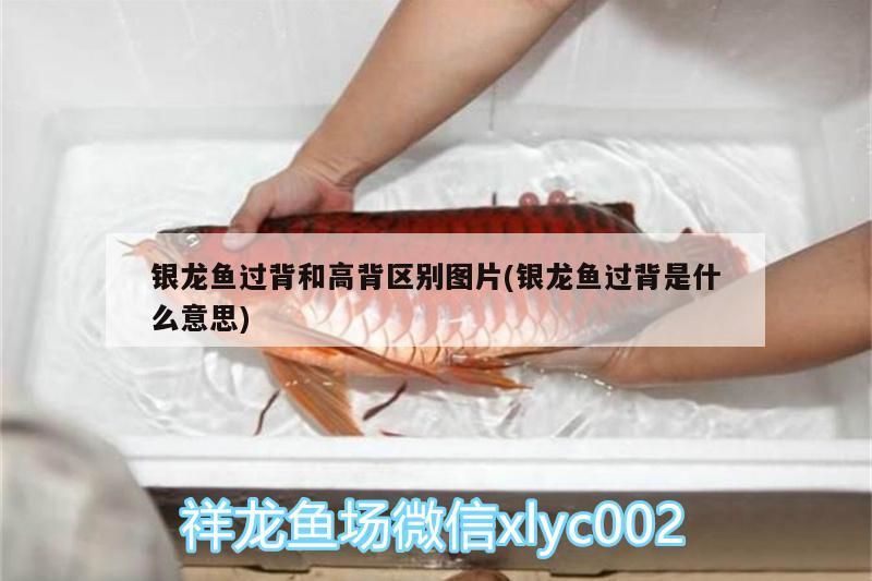 銀龍魚過背和高背區(qū)別圖片(銀龍魚過背是什么意思)