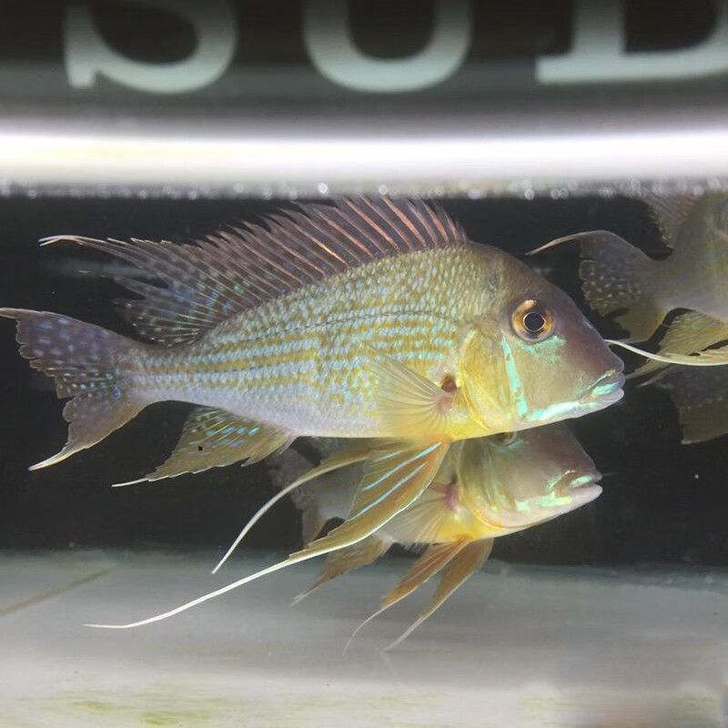 元寶鳳凰魚養幾條好一點呢圖片：元寶鳳凰魚養九條是最好的選擇，元寶鳳凰魚繁殖技巧詳解